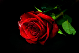 dark red rose bud