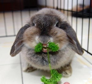 bunny-eating parsley